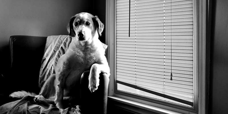 best window blinds for dogs