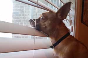 6 Best Window Blinds for Dogs & How to Prevent Chewing