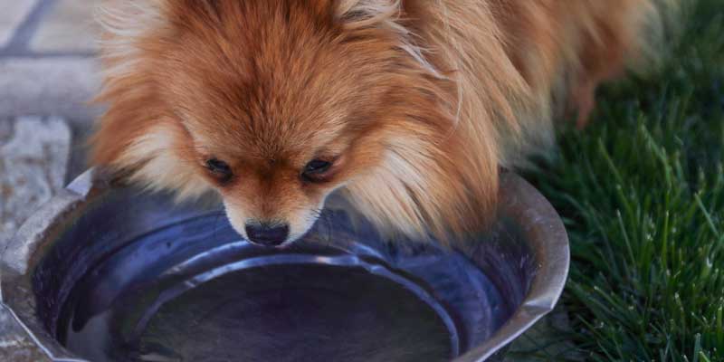 dog-drinking-water-outdoor