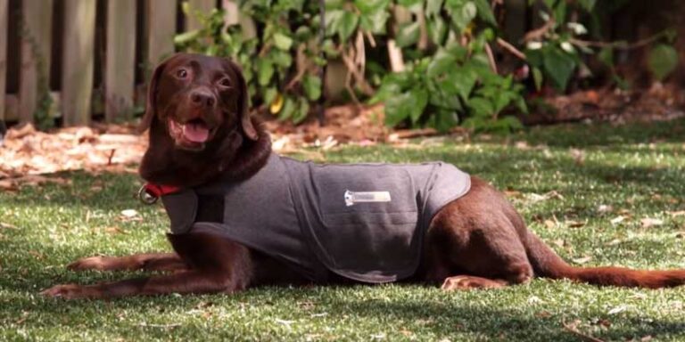 Image showcasing 6 Best Anxiety Wrap for Dogs in 2025 – Calm Your Pooch