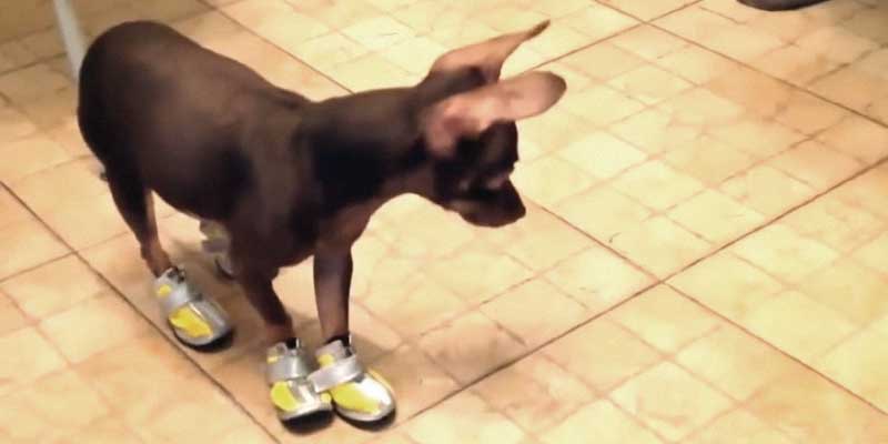 best boots for small dogs