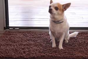best outdoor doormat for dogs