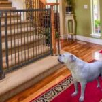 best stair gate for dogs