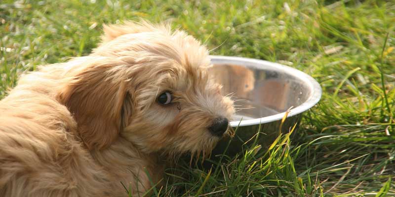 best water additives for dogs teeth