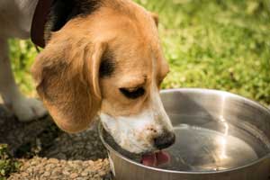 best water additives for dogs teeth