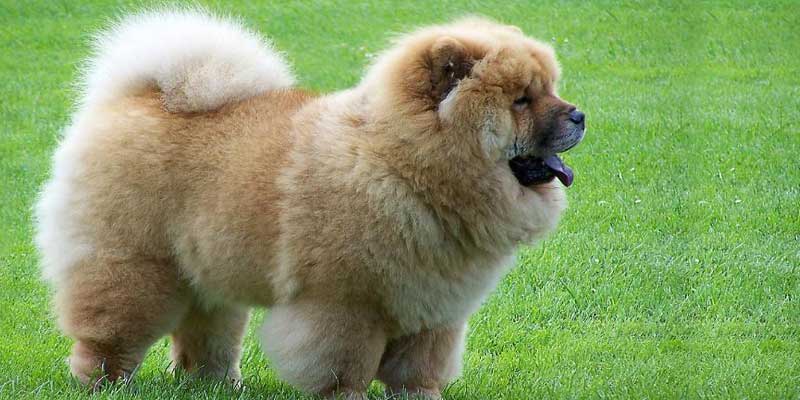 Chow-Chow-Puffy-Lion-Dogs