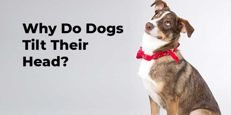 Why-Do-Dogs-Tilt-Their-Head_-Know-The-4-Amazing-Reasons---