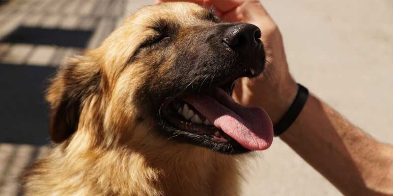 Why-dog-has-bad-breath-5-amazing-reasons-