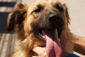 Why-dog-has-bad-breath-5-amazing-reasons