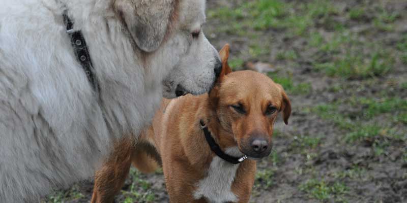 how-dog-communicate-with-each-other