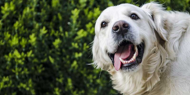 how-to-stop-my-dog-from-biting-when-excited