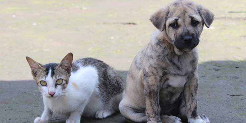 why-dog-are-better-than-cats-