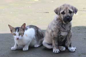 why-dog-are-better-than-cats