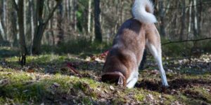 why-dog-dig-holes-
