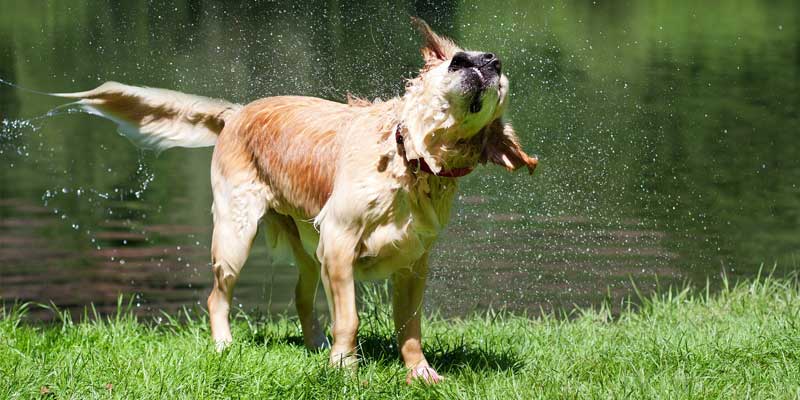 Why Does a Dog Shake Its Body? Is This a Time to Visit a Vet? | TDG