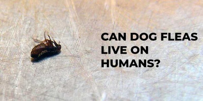 Can Dog Fleas Live on Humans and Bite? | Two Dog Zoo