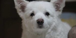 Why-Dog-stares-at-me