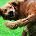 Why-do-dogs-chase-their-tails-