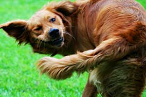 Why-do-dogs-chase-their-tails-