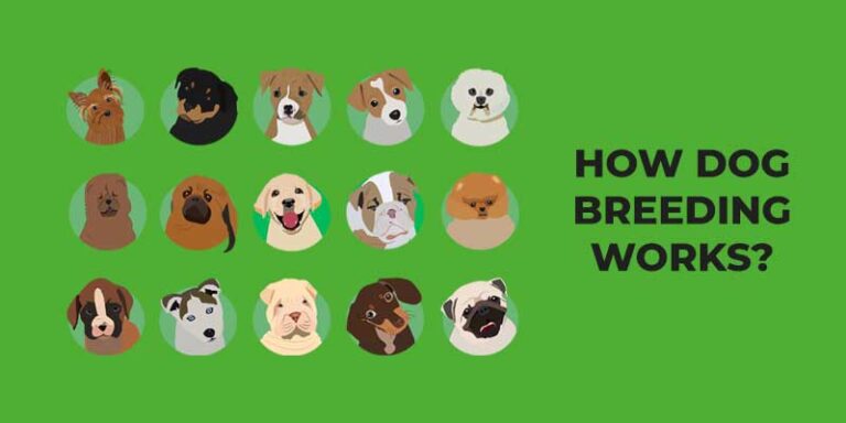 How Dog Breeding Works and How It Was Created? | Two Dog Zoo