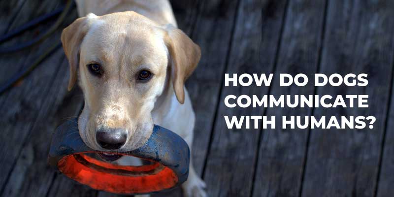 how-dog-communicate-with-human