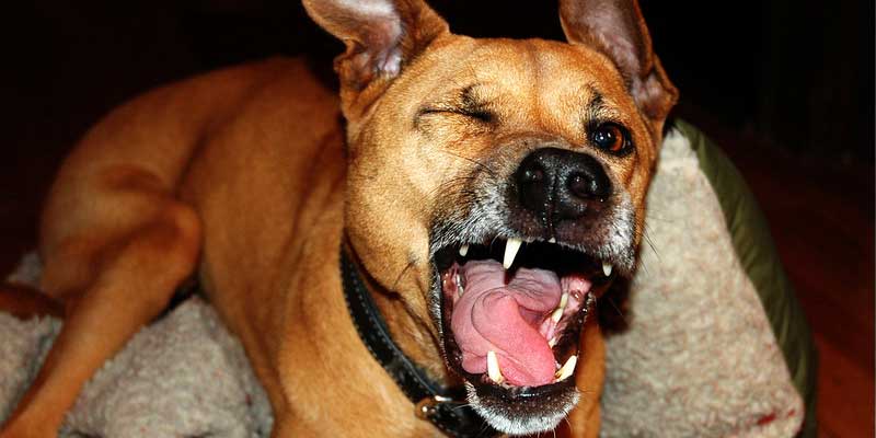 how-to-make-my-dog-sneeze-