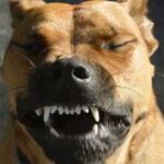 how-to-make-my-dog-sneeze-
