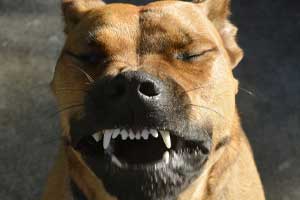 how-to-make-my-dog-sneeze-