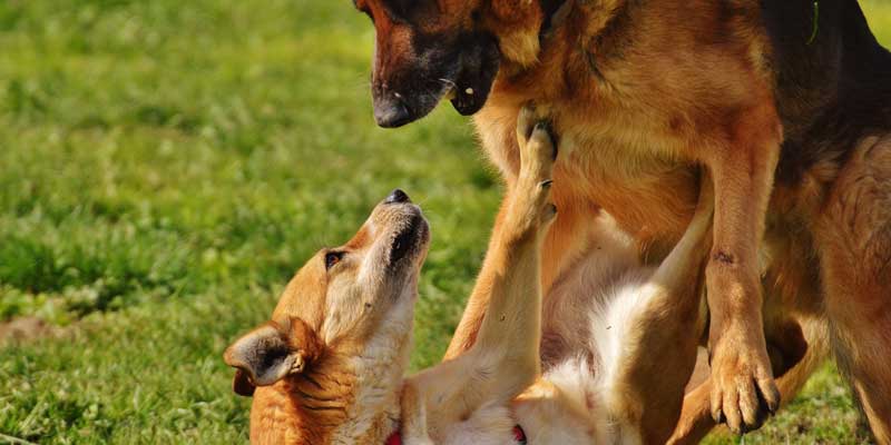 why-a-dog-attacks-other-dogs