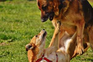 why-a-dog-attacks-other-dogs