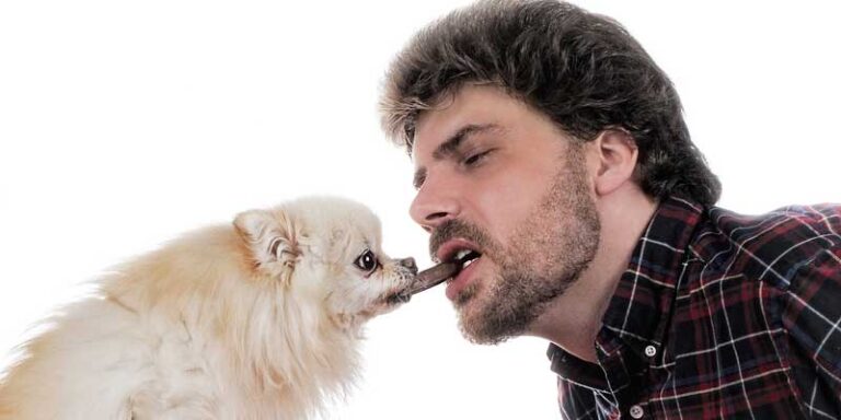 Why Dogs Can t Eat Chocolate All Reasons And Risks Two Dog Zoo