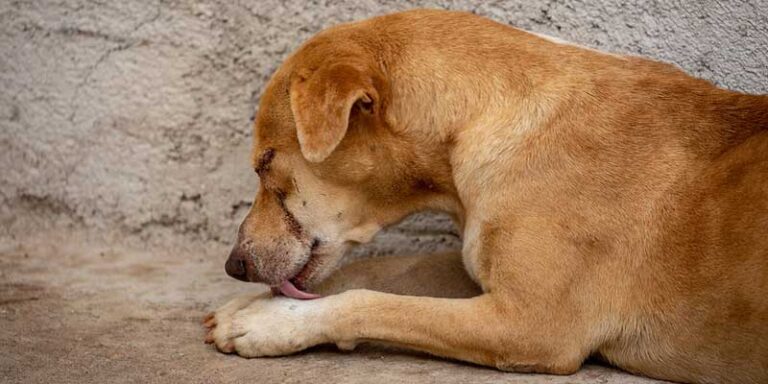 why-my-dog-keeps-licking-its-paw-9-cause-of-this-behavior