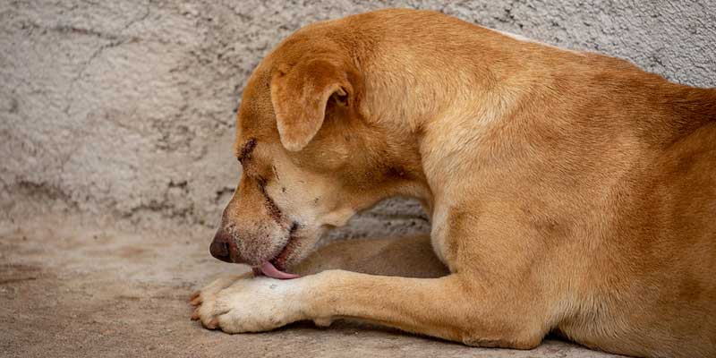 why-dog-keeps-licking-paw