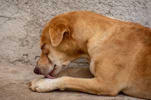why-dog-keeps-licking-paw