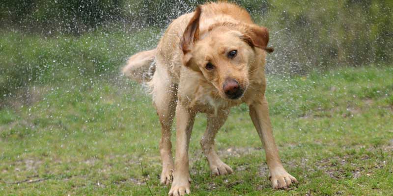 why dog keeps shaking head