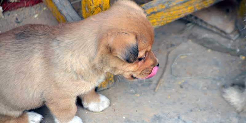 why-dog-licks-everything