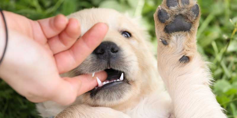 why-dog-nibbles-me