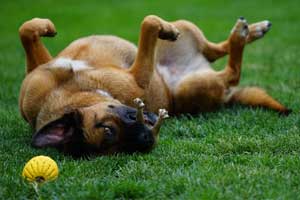 why-dog-rolls-in-grass