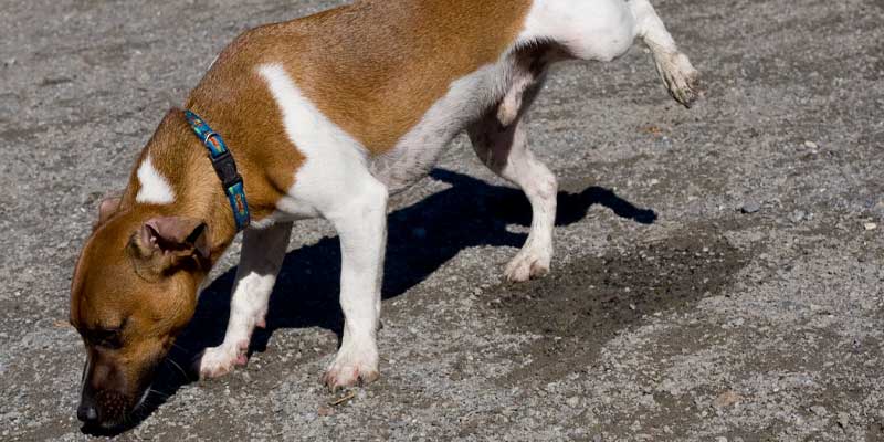 why-dog-urinates-frequently-