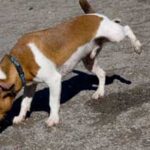why-dog-urinates-frequently-