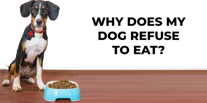 Why-does-my-dog-refuse-to-eat-