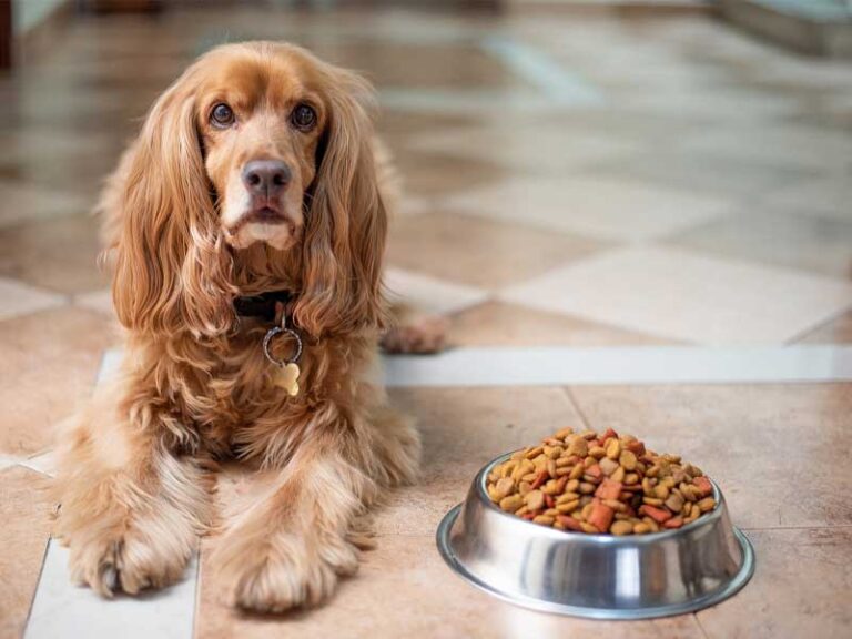 Why does my dog refuse to eat? Preventing Appetite Loss Two Dog Zoo