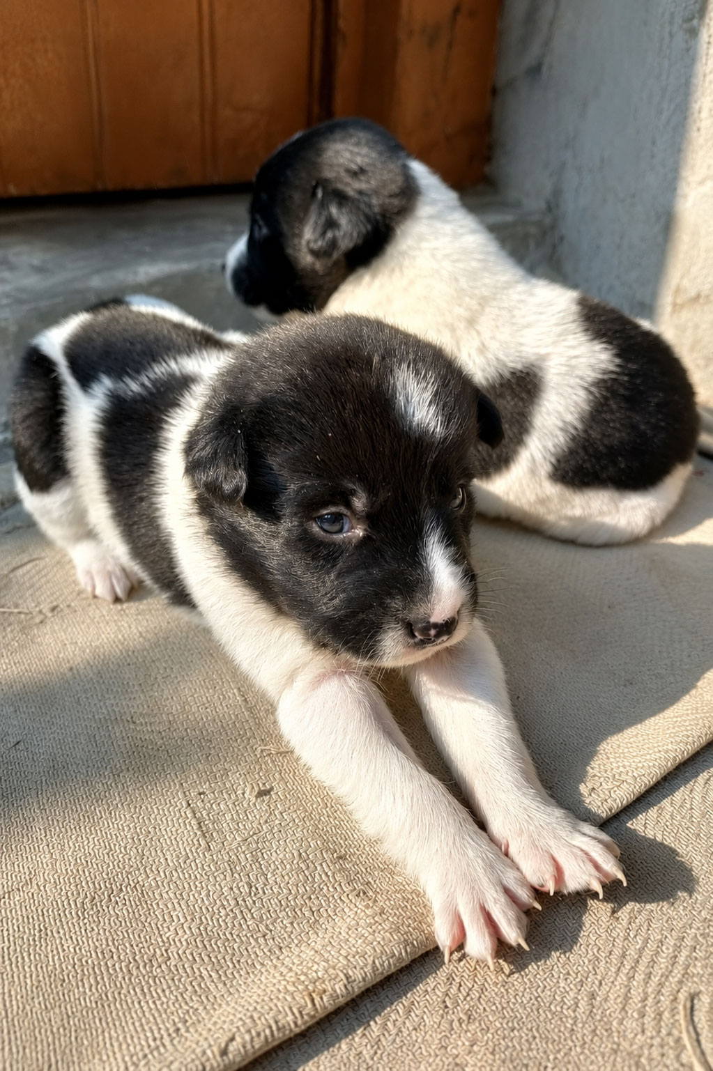 One of the dogs behind Two Dog Zoo