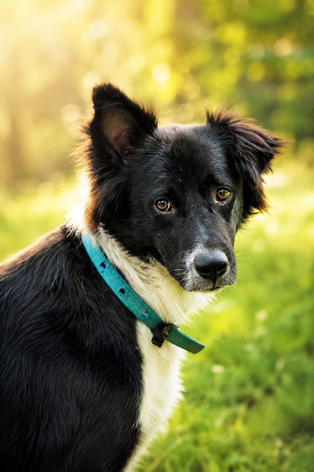 Max, one of the dogs behind Two Dog Zoo