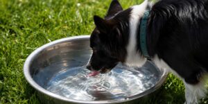 Best-Outdoor-Water-Bowl-for-Dogs