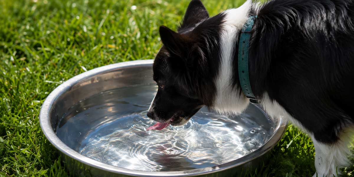 Best-Outdoor-Water-Bowl-for-Dogs