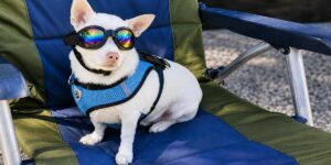 Best-Sunscreen-for-White-Dogs