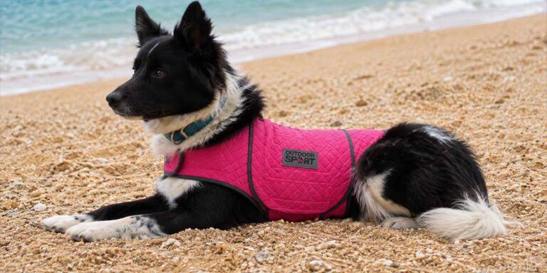 6 Best Dog Anxiety Wraps in 2026 — Real Research