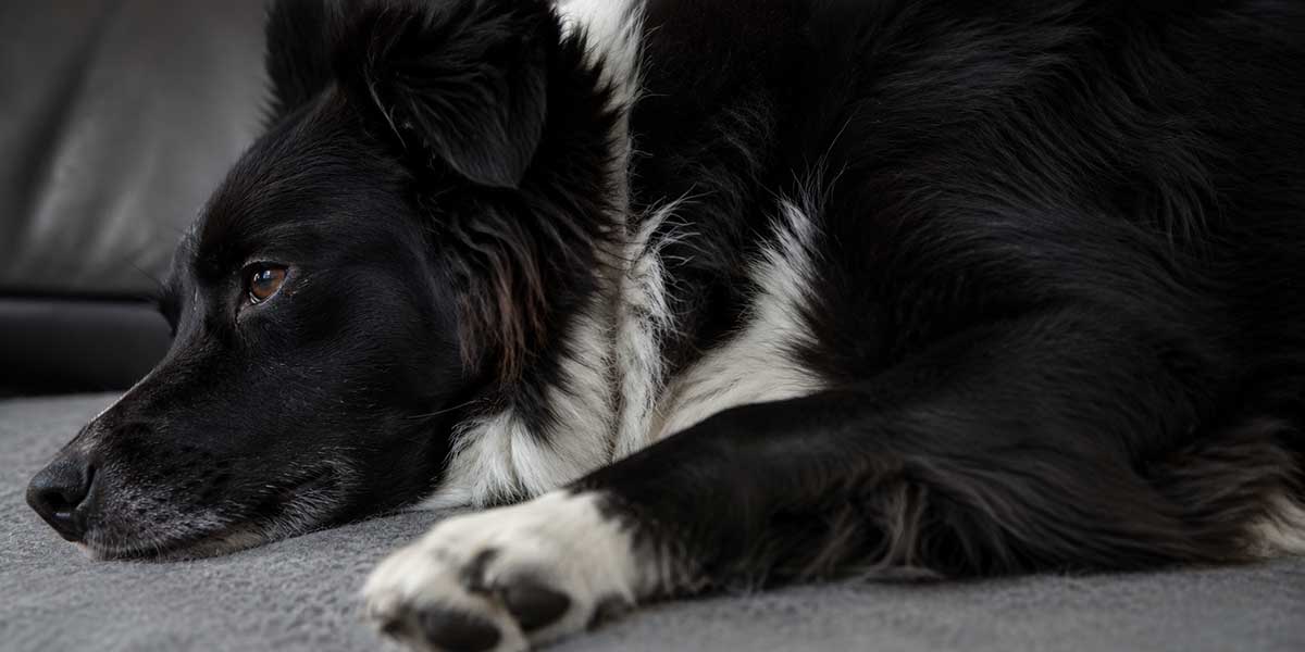 best-dematting-spray-for-dogs
