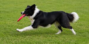 best-frisbee-for-small-dogs